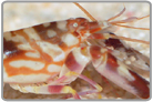 Tiger Pistol Shrimp
